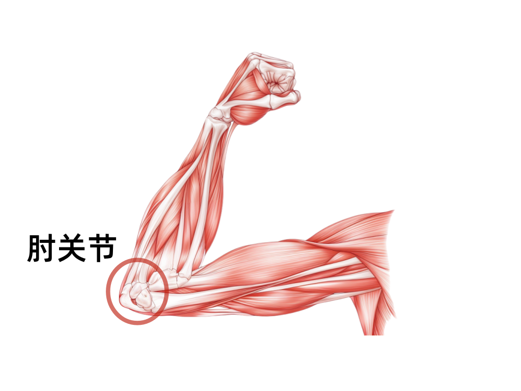 bancom__Muscle_and_bone_detail_31977569-f012-45be-b306-61a5c9febe48.png